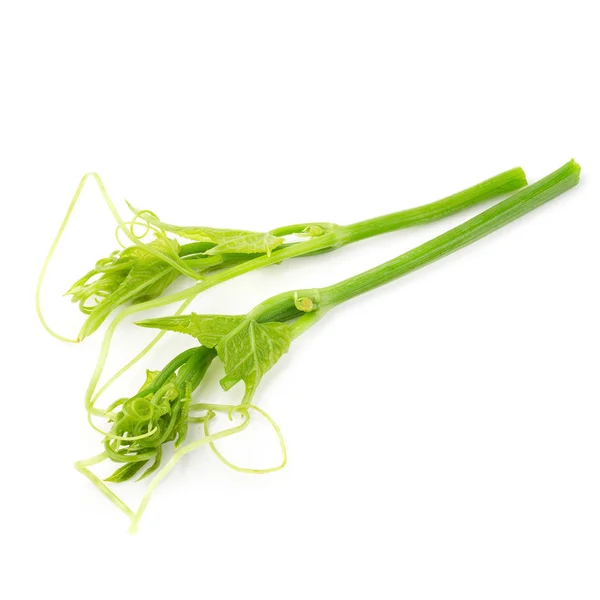 Feuilles Tiges Fraîches Chayote Isolées Sur Fond Blanc — Photo