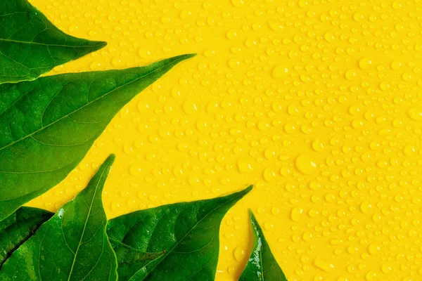 Gotas Água Folhas Fundo Amarelo — Fotografia de Stock