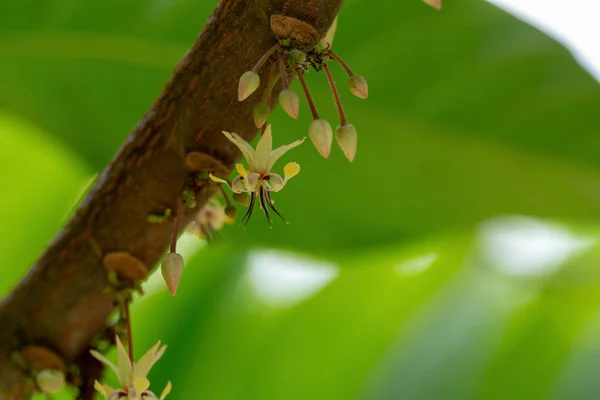 Cocoa flowers, Cacao fruit, Cocoa pod on tree.