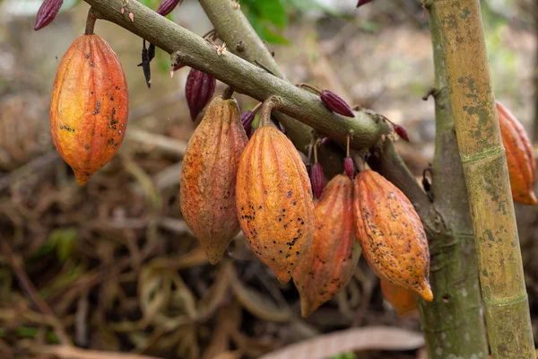Kakao Meyve Ham Kakao Çekirdekleri Kakao Pod Ağaç Üzerinde — Stok fotoğraf