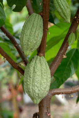 Kakao meyve, ham kakao çekirdekleri, kakao pod ağaç üzerinde.