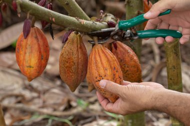 Cacao fruit, Fresh cocoa pod in hands, Cocoa pod on tree. clipart