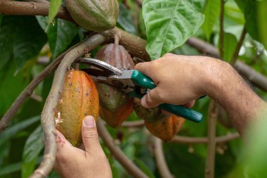 Kakao meyve, taze kakao pod pod kakao ağacı üzerinde ellerini,.