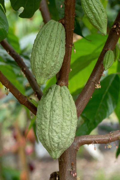 Cacao Fruit Raw Cacao Beans Cocoa Pod Tree — Stock Photo, Image