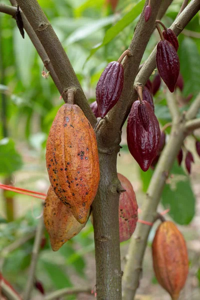 Фрукты Какао Сырые Бобы Какао Стручок Какао Дереве — стоковое фото