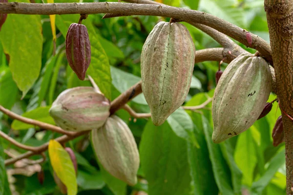 Cacao Gyümölcs Nyers Kakaó Bab Kakaó Pod — Stock Fotó