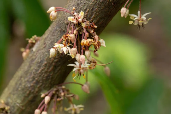 Cocoa flowers, Cacao fruit, Cocoa pod on tree.