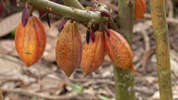 Κακάο Φρούτα Raw Cacao Φασόλια Κακάο Pod Στο Δέντρο — Φωτογραφία Αρχείου