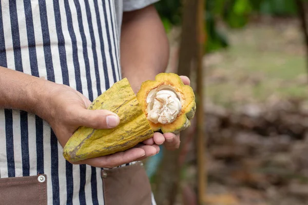 Fruta Del Cacao Vaina Cacao Fresca Las Manos Vaina Cacao —  Fotos de Stock