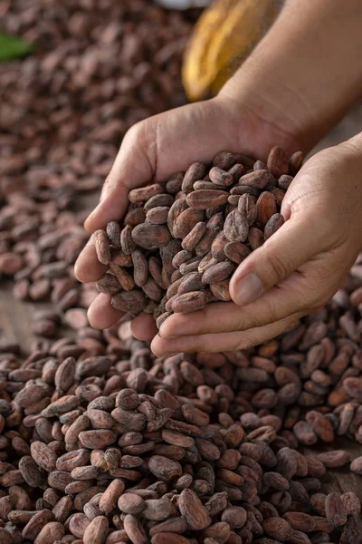 Selection of completed cocoa seeds must be dried before into sacks.