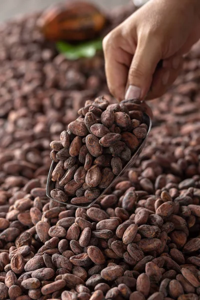 Selection Completed Cocoa Seeds Must Dried Sacks — Stock Photo, Image