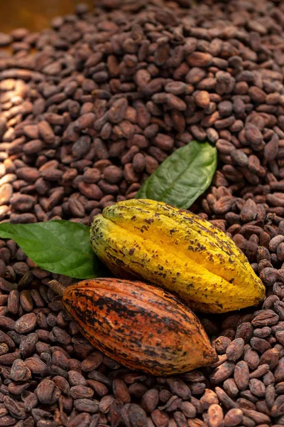 Selección Las Semillas Cacao Completadas Debe Secarse Antes Sacos —  Fotos de Stock