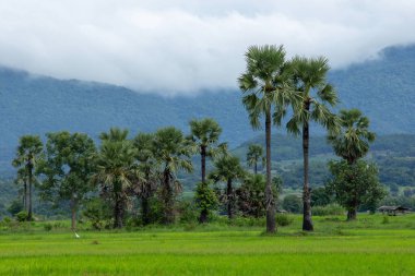 Bulutlu gün, Tayland vadide kırsalında görünümünü