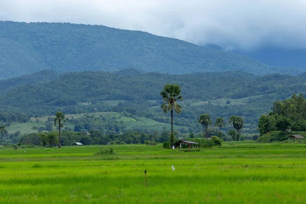 Vedere Peisajului Rural Vale Ziua Tulbure Thailanda — Fotografie, imagine de stoc
