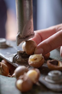 Macadamia 'yı kırmak için kabuklu kraker, Macadamia cevizi..