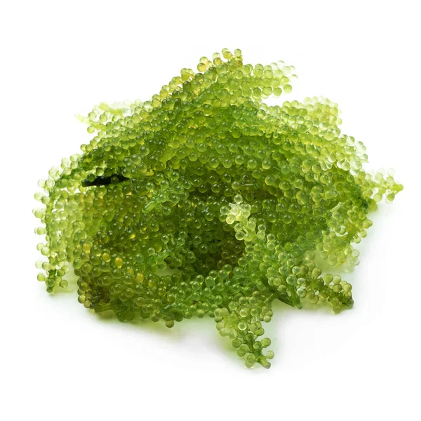 Beyaz arka plan üzerinde izole oval deniz üzüm deniz yosunu