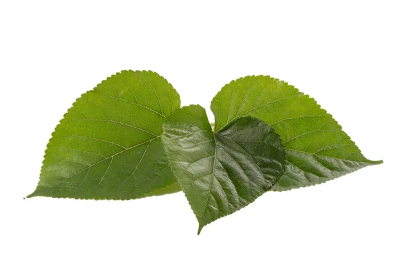 Mulberry Leaves Isolated White Background — Stock Photo, Image