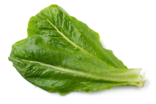 Fresh Green Cos Lettuce Isolated White Background — Stock Photo, Image