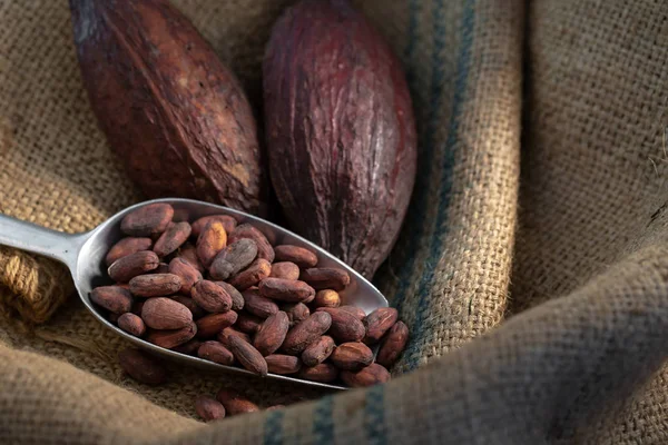 Cocoa Beans Aluminum Spoon Sack Dark Light — Stock Photo, Image