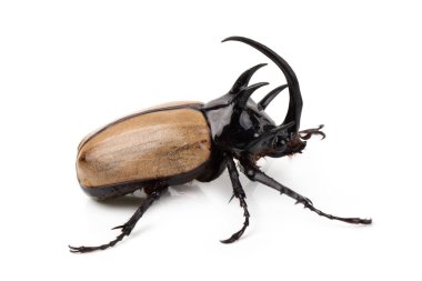 Sarı beş boynuzlu gergedan böceği beyaz arka plan üzerinde izole yan görünüm