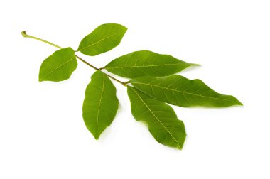 yığın görüntü izole beyaz zemin üzerine yeşil yaprak.