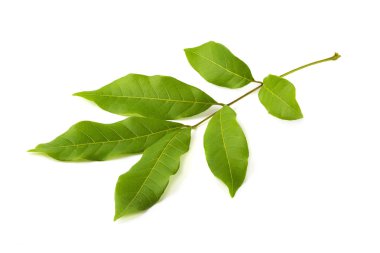 yığın görüntü izole beyaz zemin üzerine yeşil yaprak.