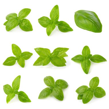 Close up of fresh green basil herb leaves isolated on white background. Sweet Genovese basil clipart