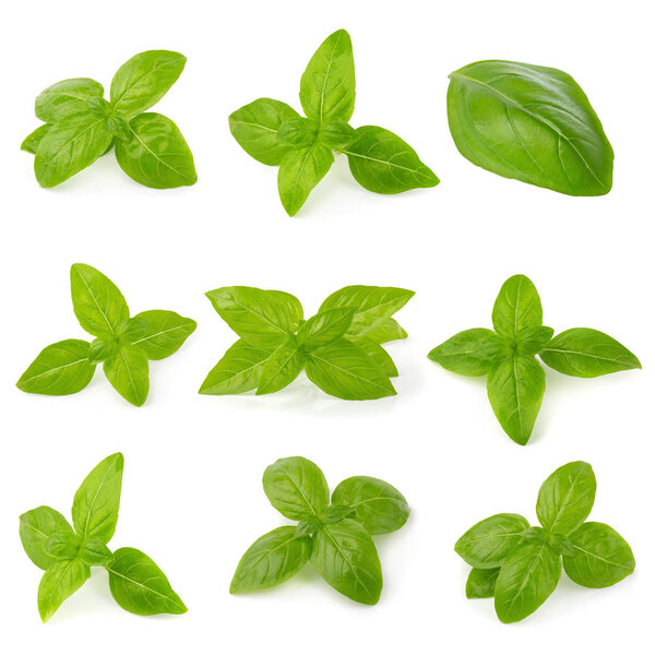 Close up of fresh green basil herb leaves isolated on white background. Sweet Genovese basil