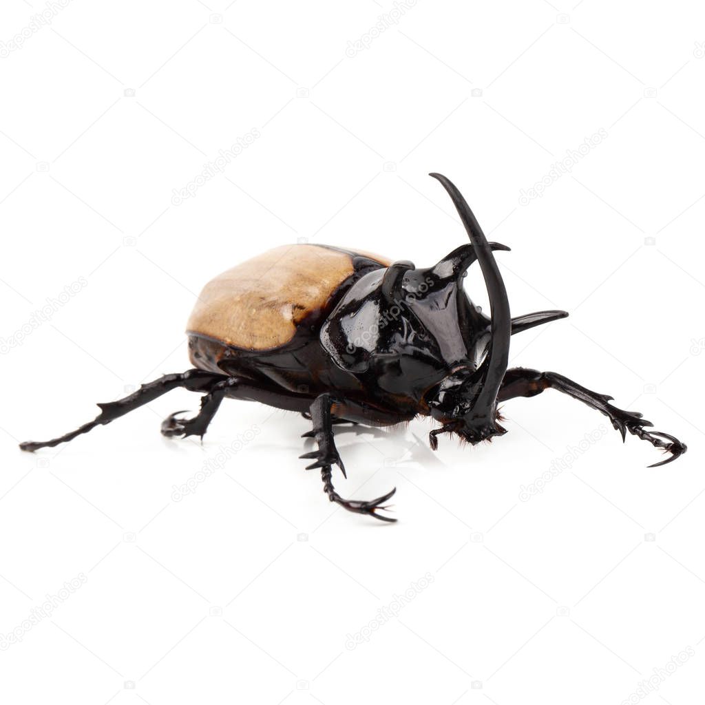 Yellow Five-horned rhinoceros beetle isolated on white background