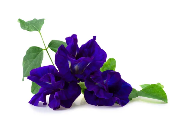Close Butterfly Pea Flower Isolated White Background — Stock Photo, Image