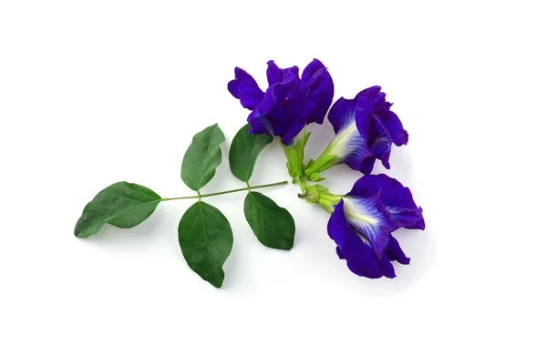Close Butterfly Pea Flower Isolated White Background — Stock Photo, Image