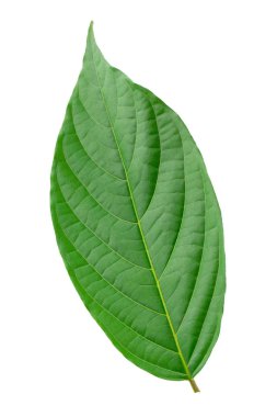 Beyaz arkaplanda yeşil yapraklar izole.