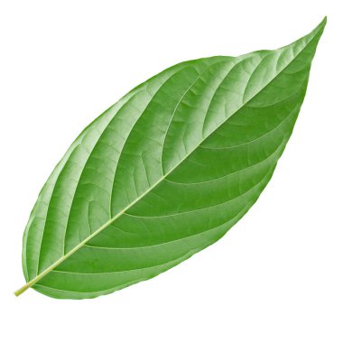 Beyaz arkaplanda yeşil yapraklar izole.