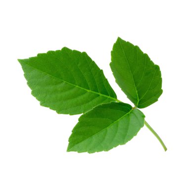 Beyaz arkaplanda yeşil yapraklar izole.