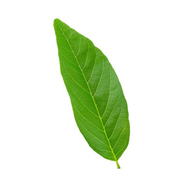 Beyaz arkaplanda yeşil yapraklar izole.