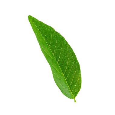 Beyaz arkaplanda yeşil yapraklar izole.
