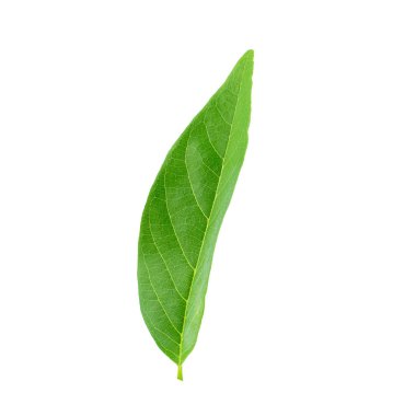 Beyaz arkaplanda yeşil yapraklar izole.
