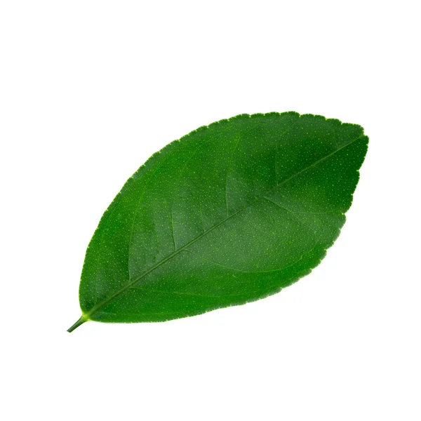 Citrus Leaves Isolated White Background — Stock Photo, Image