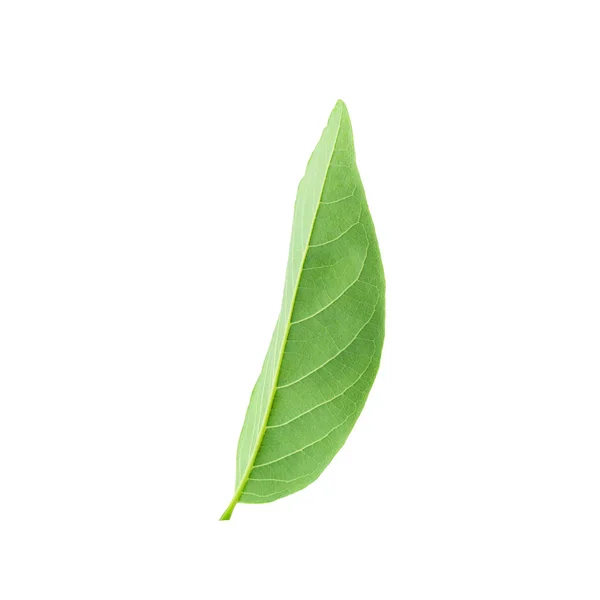 Зелене Листя Ізольоване Білому Фоні — стокове фото