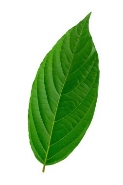 Beyaz arkaplanda yeşil yapraklar izole.