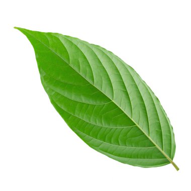 Beyaz arkaplanda yeşil yapraklar izole.