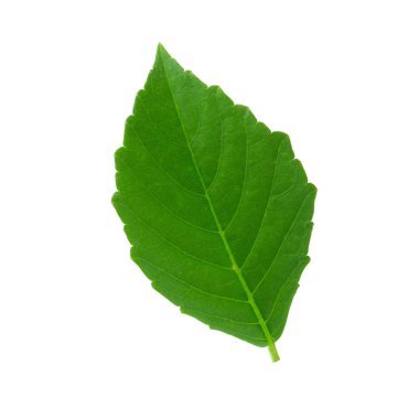 Beyaz arkaplanda yeşil yapraklar izole.