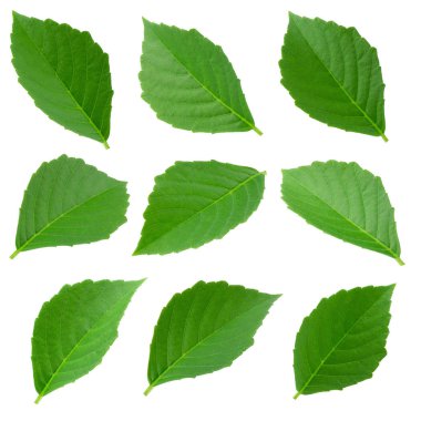 Beyaz bir arka plan üzerinde izole kümesi yeşil yaprakları.