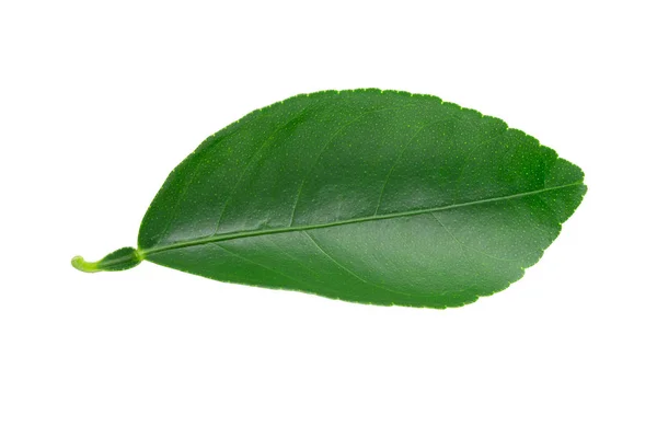 Цитрусовые Листья Изолированы Белом Фоне — стоковое фото