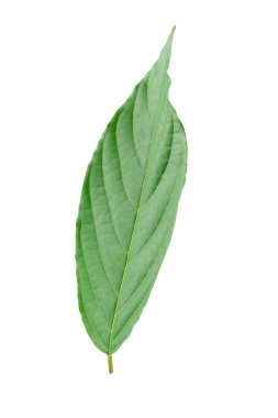 Beyaz arkaplanda yeşil yapraklar izole.