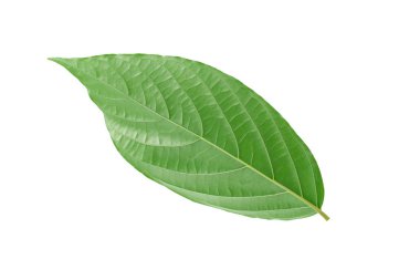 Beyaz arkaplanda yeşil yapraklar izole.