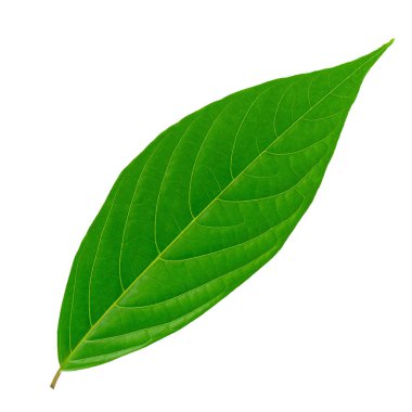 Beyaz arkaplanda yeşil yapraklar izole.