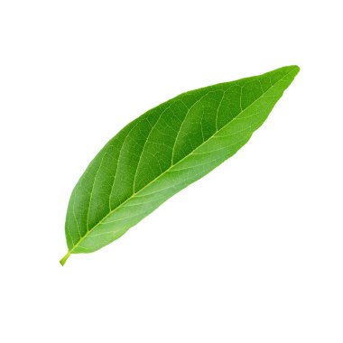 Beyaz arkaplanda yeşil yapraklar izole.