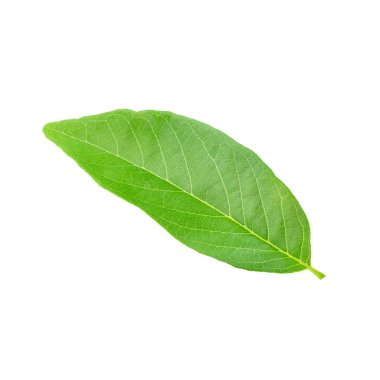 Beyaz arkaplanda yeşil yapraklar izole.