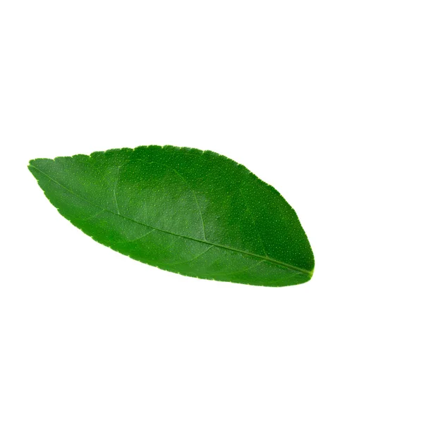 Citrus Leaves Isolated White Background — Stock Photo, Image